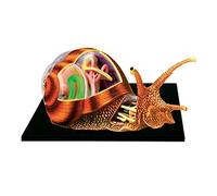 Snails Anatomy Skeleton Model Three-Dimensional Puzzle 4D Vision Animal 32 Detachable Organs And Body Parts for Biology Teaching