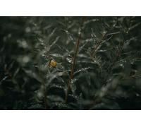 Snails on plants-7000-Piece Adult Puzzle Brain Teaser Game Relaxing Puzzle Puzzle 14 years+