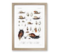 Snails & Shells by A.A. Gould Framed Print | A2 Oak Framed Wall Art | Ready to Hang | Modern Nature Picture | Living Room Bedroom Lounge Office