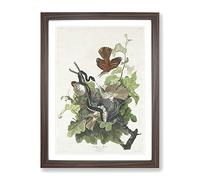 Snake Attacking Thrush Birds By John James Audubon Vintage Framed Print | A2 Walnut Framed Wall Art | Ready to Hang | Classic Nature Picture | Living Room Bedroom Lounge Office