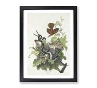 Snake Attacking Thrush Birds By John James Audubon Vintage Framed Print | A3 Black Framed Wall Art | Ready to Hang | Classic Nature Picture | Living Room Bedroom Lounge Office