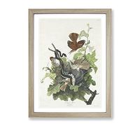 Snake Attacking Thrush Birds By John James Audubon Vintage Framed Print | A3 Oak Framed Wall Art | Ready to Hang | Classic Nature Picture | Living Room Bedroom Lounge Office