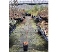 Snake Bark Maple 40/60cm - Acer capillipes - Striped Bark Ornamental Tree - Year-Round Interest - Autumn Colour - Hardy Deciduous Tree - 9cm Pot