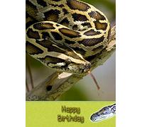 Snake Birthday Card