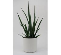 Snake Plant Indoor Houseplant - Hello Houseplants