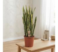 Snake Plant 'laurentii' (Sansevieria Trifasciata) - 21Cm Pot