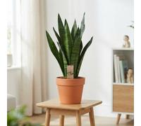 Snake Plant (Sansevieria Trifasciata) - 21Cm Pot