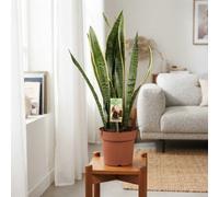 Snake Plant (Sansevieria Trifasciata) - 21Cm Pot, 75Cm