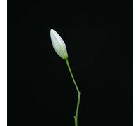 SNAKE - ROCKET SCIENCE