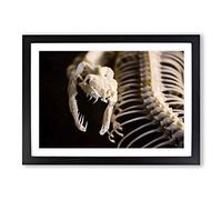 Snake Skeleton Framed Print | A2 Black Framed Wall Art | Ready to Hang | Modern Nature Picture | Living Room Bedroom Lounge Office