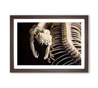 Snake Skeleton Framed Print | A2 Walnut Framed Wall Art | Ready to Hang | Modern Nature Picture | Living Room Bedroom Lounge Office