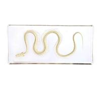 Snake Skeleton Specimen Desk Paperweight Taxidermy for Science Educimen