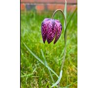 Snakes Head Fritillary A5 Hardback Lined Glossy Notebook: Fritillary Flower Journal, Cottage Garden Gift, Flower Lover Stocking Filler