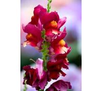 Snapdragon Flower Essence 30ml Dosage Prepared from FES Stock Essences