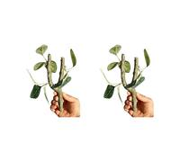 Snorvixre 2Pcs Realistic Climbing Accessories for Small Reptiles Hermit Crabs Crested Geckoes Natural Exercise Decoration Terrariums Decoration