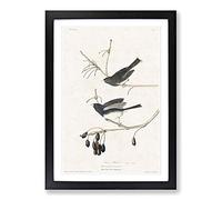 Snow Birds by John James Audubon Framed Print | A2 Black Framed Wall Art | Ready to Hang | Modern Landscape Picture | Living Room Bedroom Lounge Office