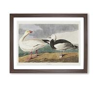 Snow Goose By John James Audubon Vintage Framed Print | A4 Walnut Framed Wall Art | Ready to Hang | Classic Animal Picture | Living Room Bedroom Lounge Office
