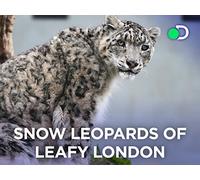 Snow Leopards Of Leafy London - Season 1