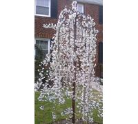 Snow Showers Weeping Japanese Flowering Cherry Tree 5-6Ft Tall Supplied By Direct Plants