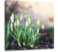 Snowdrops On The Edge Of The Forest Poster Painting, Canvas Wall Art Painting Picture Print, Modern Family Room Decor 50X50 Cm Frameless