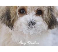 Snowy Faced Shih Tzu Merry Christmas Greeting Card 125mm x 178mm - Including Envelope - GC674