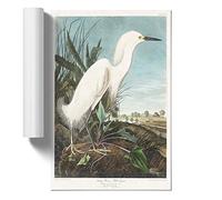Snowy Heron by John James Audubon Design | Unframed Wall Art Print | Ready to Frame Poster | Modern Home Decor Picture | Artwork for Living Room, Bedroom, Kitchen or Office | A4 (21x29.7 cm)