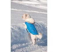 Snowy Maltese Dog in Coat Christmas Greetings Card 125mm x 178mm Including Envelope GC497