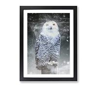 Snowy Owl On A Perch Modern Framed Wall Art Print, Ready to Hang Picture for Living Room Bedroom Home Office Décor, Black A3 (34 x 46 cm)