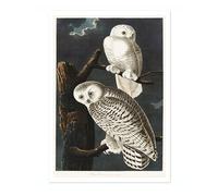 Snowy Owls Poster John James Audubon Vintage Bird Illustration Antique Print Ornithology Art, Archival Matte, A2 (Print Only) - 59.4x42cm