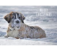 Snowy St. Bernard Dog Pack of 5 Merry Christmas Greeting Cards 125mm x 178mm Including Envelopes GC474PCK5