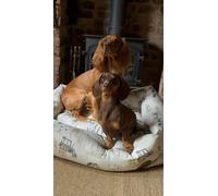 Snug and Cosy Pets Farmyard Cream Rectangle Bed - XXLarge 107CM