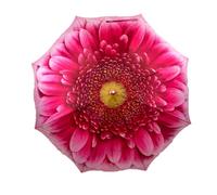Soake StormKing Folding Floral Umbrella Gerbera Daisy
