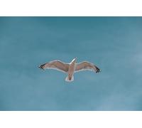 Soaring seagulls-500-Piece Puzzle Challenge Wooden Home Decor - A Gift for the Whole Family (14 years+)