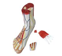 sodeber Accurate Foot Anatomy Model Featuring Muscles Blood Vessels S Bone PVC for Medical Training Foot Anatomy Model for Teaching