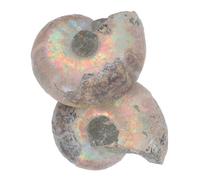SOESFOUFU 2pcs Natural Ammonite Specimen Sliced Mineral Models for Decoration Educational Ammonite Display for Adults Collectible Paleontology Teaching Tool