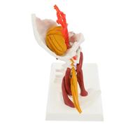 SOESFOUFU Cervical Vertebra Model Human Anatomy Cervical Vertebra for Teaching and Display Including Nerve and Muscle, White Pvc Material Suitable for Education and Training