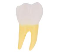 SOESFOUFU Dentist Molar Teaching Model PVC Anatomical Specimen Lightweight Yellow Portable for Educational Demonstrations