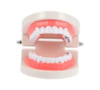 SOESFOUFU Educational Teeth Brushing Model for Oral Hygiene Teaching High Detail Decay Tooth Demonstration Aid Early Development Learning Tool for School Classroom
