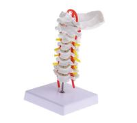 SOESFOUFU Human Cervical Spine Model with PVC Bones Metal Stand Anatomical Intervertebral Disc and Nerve Roots Teaching Prop for Medical Students and Professionals