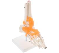 SOESFOUFU Human Foot Skeleton Model Foot Joint Model with Ligaments Pvc 1:1 Life Size with Base, Classroom Display for Anatomical Study