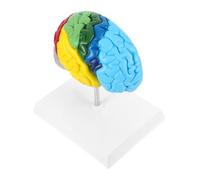 SOESFOUFU Scale Right Hemisphere Anatomy Model for Neuroscience Learning Medical Teaching Educational Tool for Students and Classroom Study