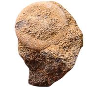 SOESFOUFU Sea Urchin Mineral Specimen Educational Plaything Simulation Model for Teaching and Home Decoration Natural Mineral Material for Paleontology Study and Science Learning