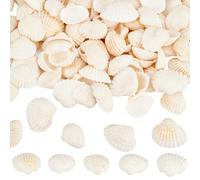 SOFPLATE 300Pcs Small Clam Shells Seashell Decorations 1.5-2.7CM Natural Summer Beach Sea Ocean Themed Animals No Hole Undrilled Bead Ornament for Wedding Home Beach Theme Party Fish Tank Vase DIY