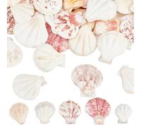 SOFPLATE 40Pcs Scallop Shell Decoration Natural Seashell Decor Small 3.4-3.9CM Undrilled Summer Ocean Themed Beach Animals No Hole Bead Decor for DIY Wedding Home Beach Theme Party Vase Fish Tank