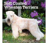 Soft Coated Wheaten Terriers - Soft Coated Wheaten Terrier 2026 - 16-Monatskalender: Original BrownTrout-Kalender [Mehrsprachig] [Kalender]