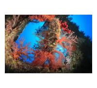 Soft Corals Aquarium Background Large Soft Corals on Underwater Shipwreck Terrarium Backdrop Tropical Style Colorful Corals Undersea Fish Tank Background Wallpaper Poster Decors Vinyl 24x16in