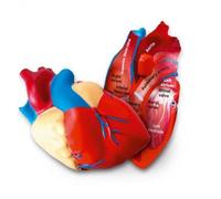 Soft Foam Cross-Section Heart Model