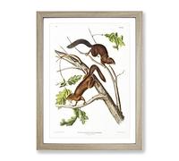 Soft Haired Squirrels By John Woodhouse Audubon No.1 Vintage Framed Print | A2 Oak Framed Wall Art | Ready to Hang | Classic Animal Picture | Living Room Bedroom Lounge Office