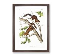 Soft Haired Squirrels By John Woodhouse Audubon No.1 Vintage Framed Print | A3 Walnut Framed Wall Art | Ready to Hang | Classic Animal Picture | Living Room Bedroom Lounge Office