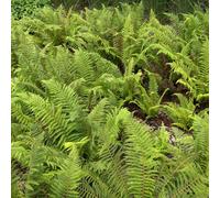 Soft Shield Fern Polystichum Setiferum Herrenhausen Fine Leaf Evergreen Perennial 2L Pot
